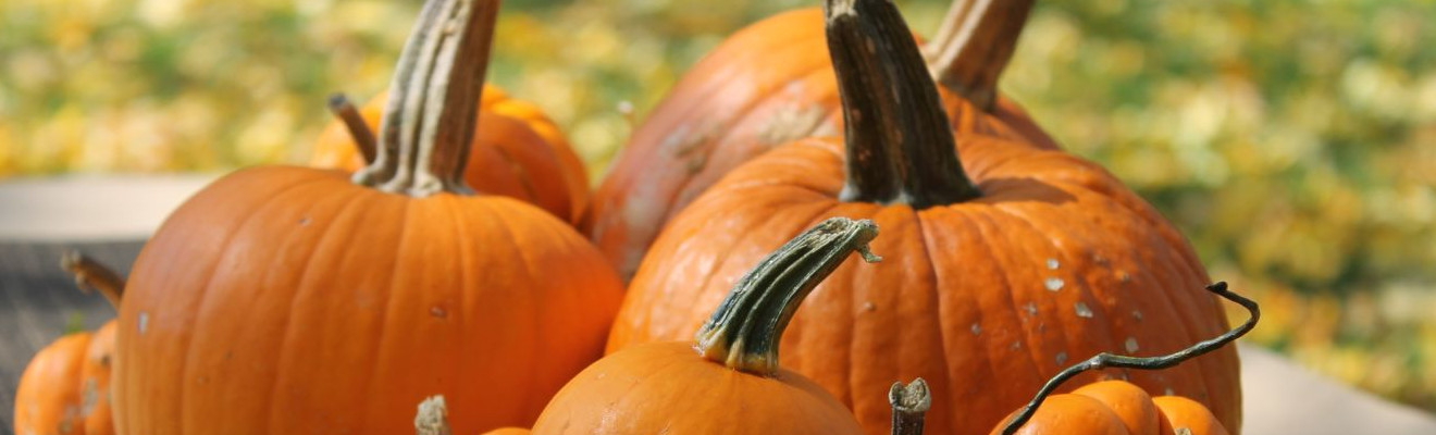 Fête de la Courge